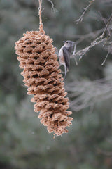 Giant Bird Seed Pine Cone | Mr. Bird