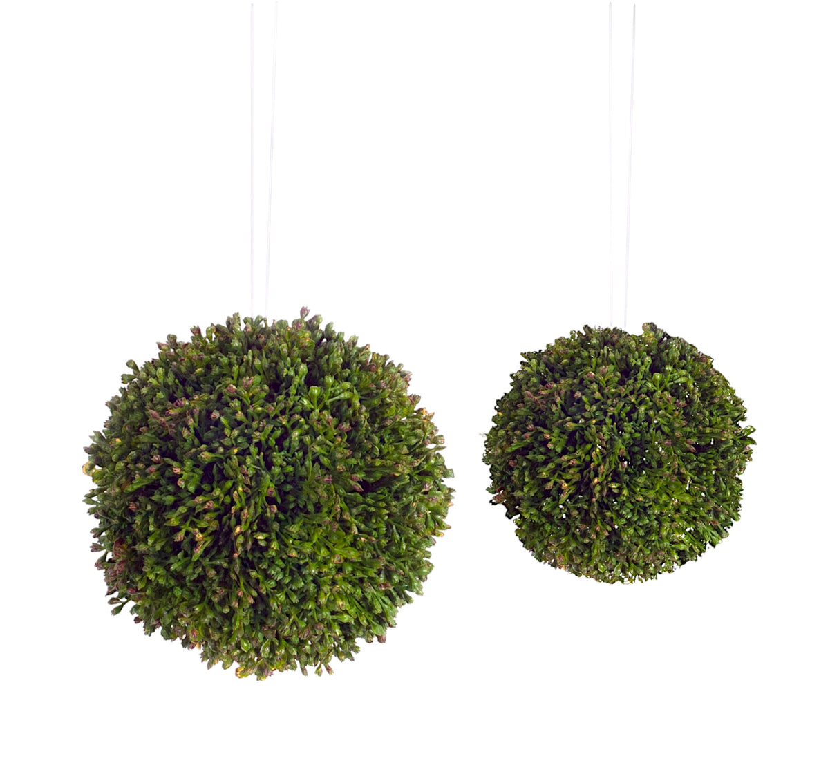 Green Hanging Sedum Orb | 2 Sizes