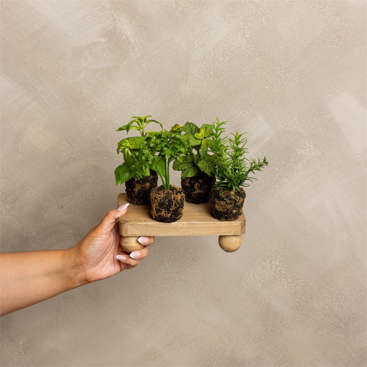 Faux Herb Plants in Soil