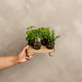 Faux Herb Plants in Soil