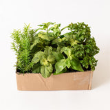 Faux Herb Plants in Soil