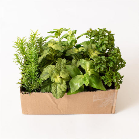 Faux Herb Plants in Soil