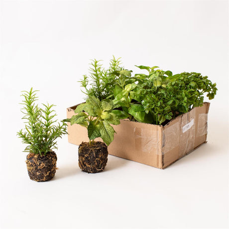 Faux Herb Plants in Soil