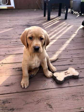 Natural Leather & Wool Bone Toy
