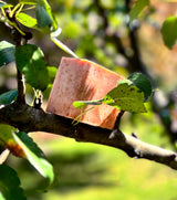 Apple Crisp Essential Bar Soap | SallyeAnder