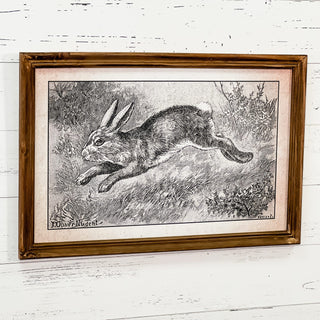 Leaping Rabbit Framed Print
