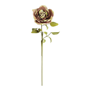 blush rose stem by kalalou