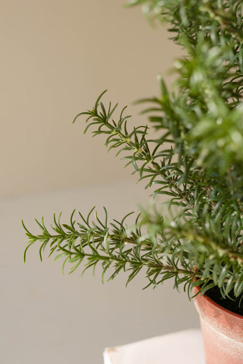 Artificial Rosemary Plant in Pot