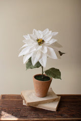 White Artificial Poinsettia in Cement Pot