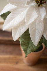 White Artificial Poinsettia in Cement Pot
