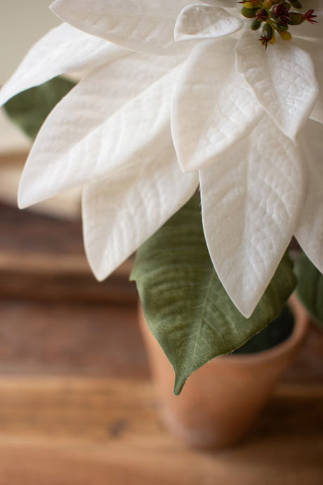 White Artificial Poinsettia in Cement Pot