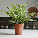 Faux Fern in Terracotta Pot