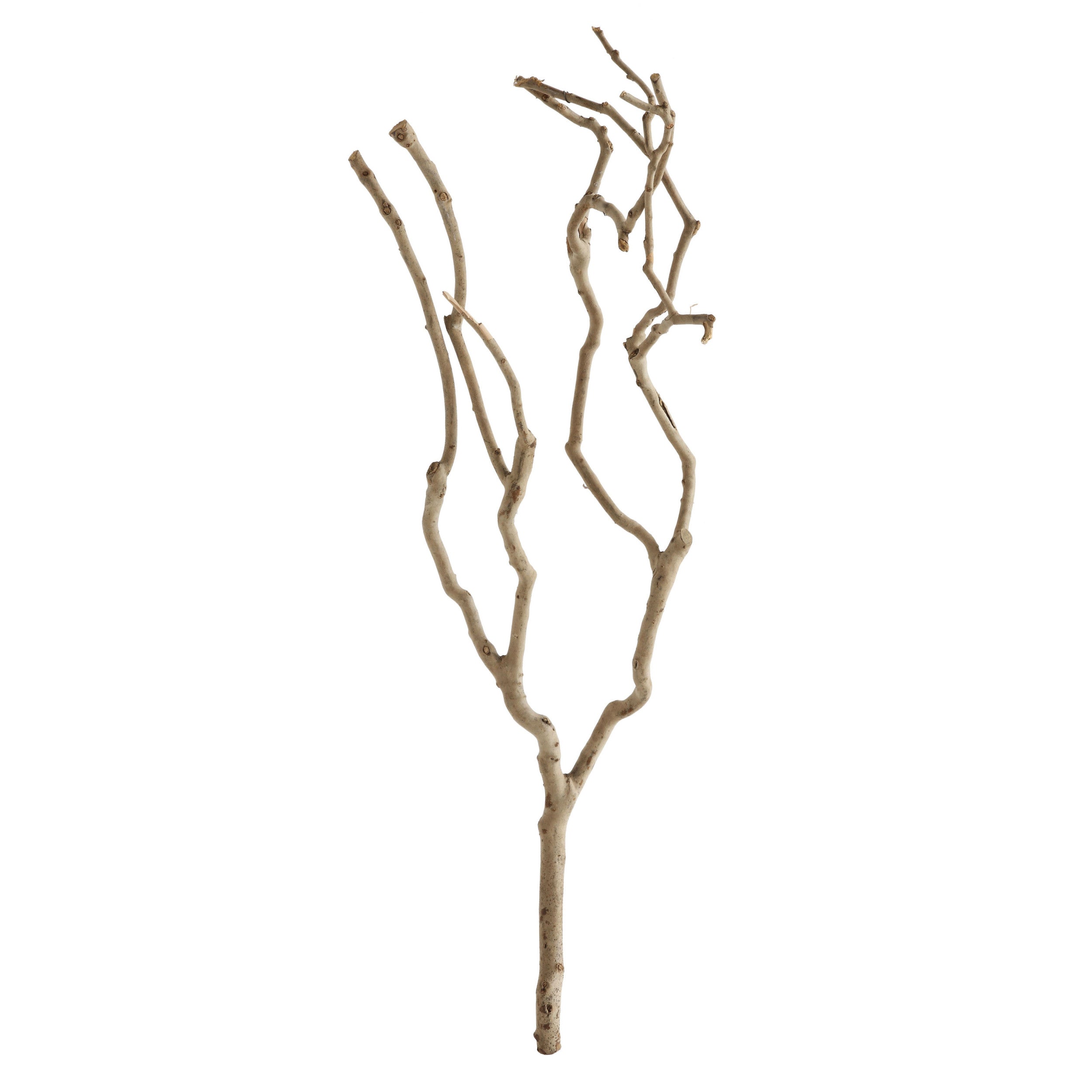 Natural Dried Tea Tree Branch | 27.5" Tall