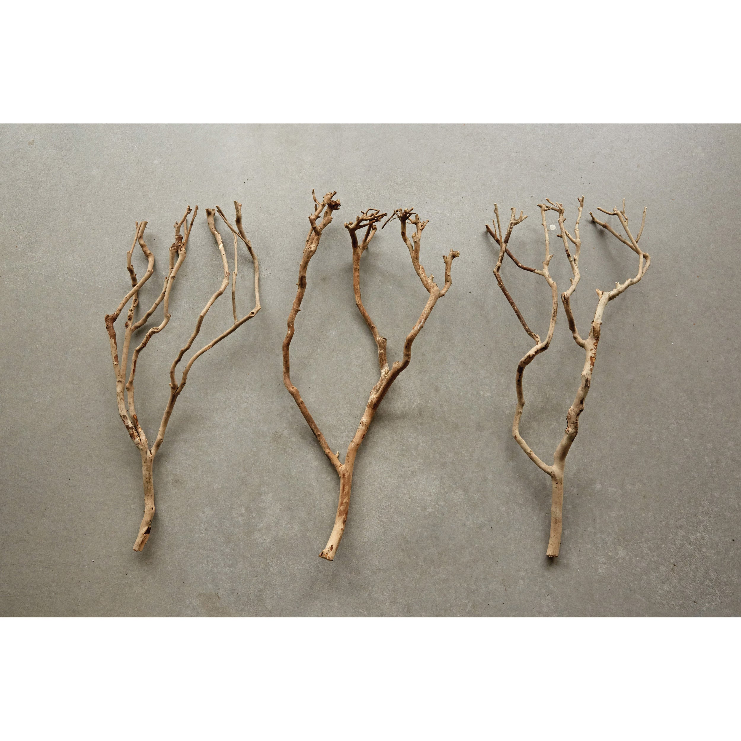 Natural Dried Tea Tree Branch | 27.5" Tall - Thumbnail 3