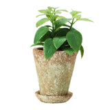 Distressed Terracotta Finish Cement Planter with Saucer