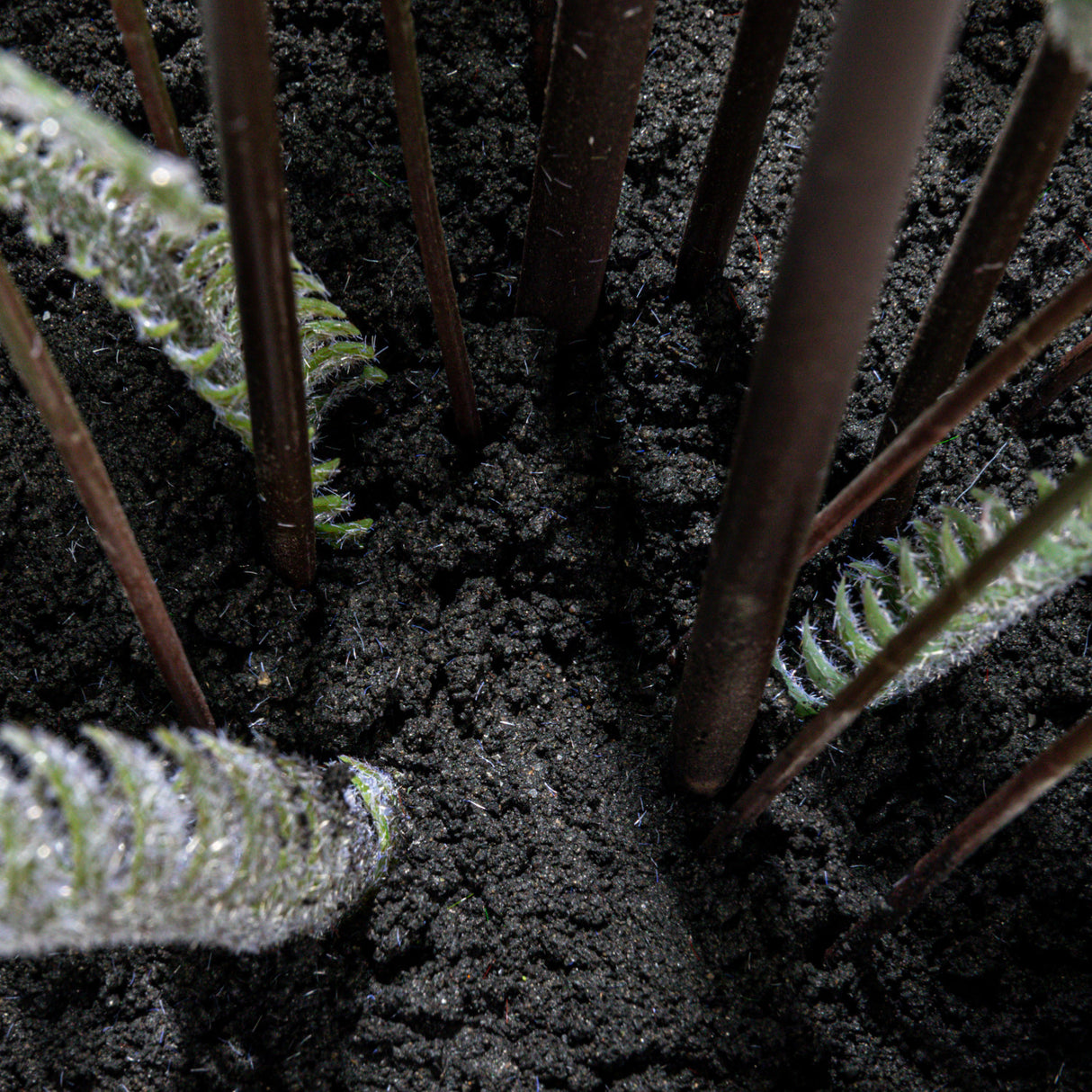 Faux Fern Tree in Plastic Pot