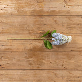 Light Blue Cone Hydrangea Stem