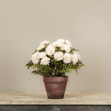 Faux Potted Cream Mums