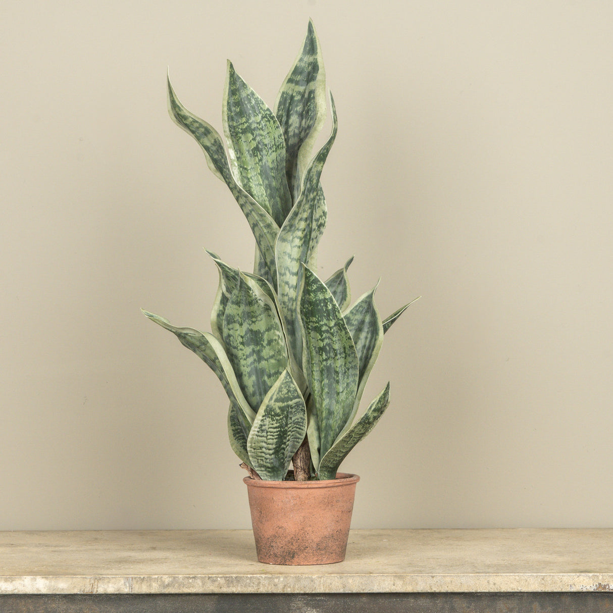 Faux Potted Snake Plant