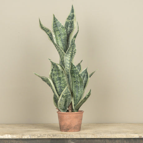Faux Potted Snake Plant