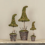 Potted Moss Witch’s Hat Topiary