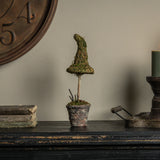 Potted Moss Witch’s Hat Topiary