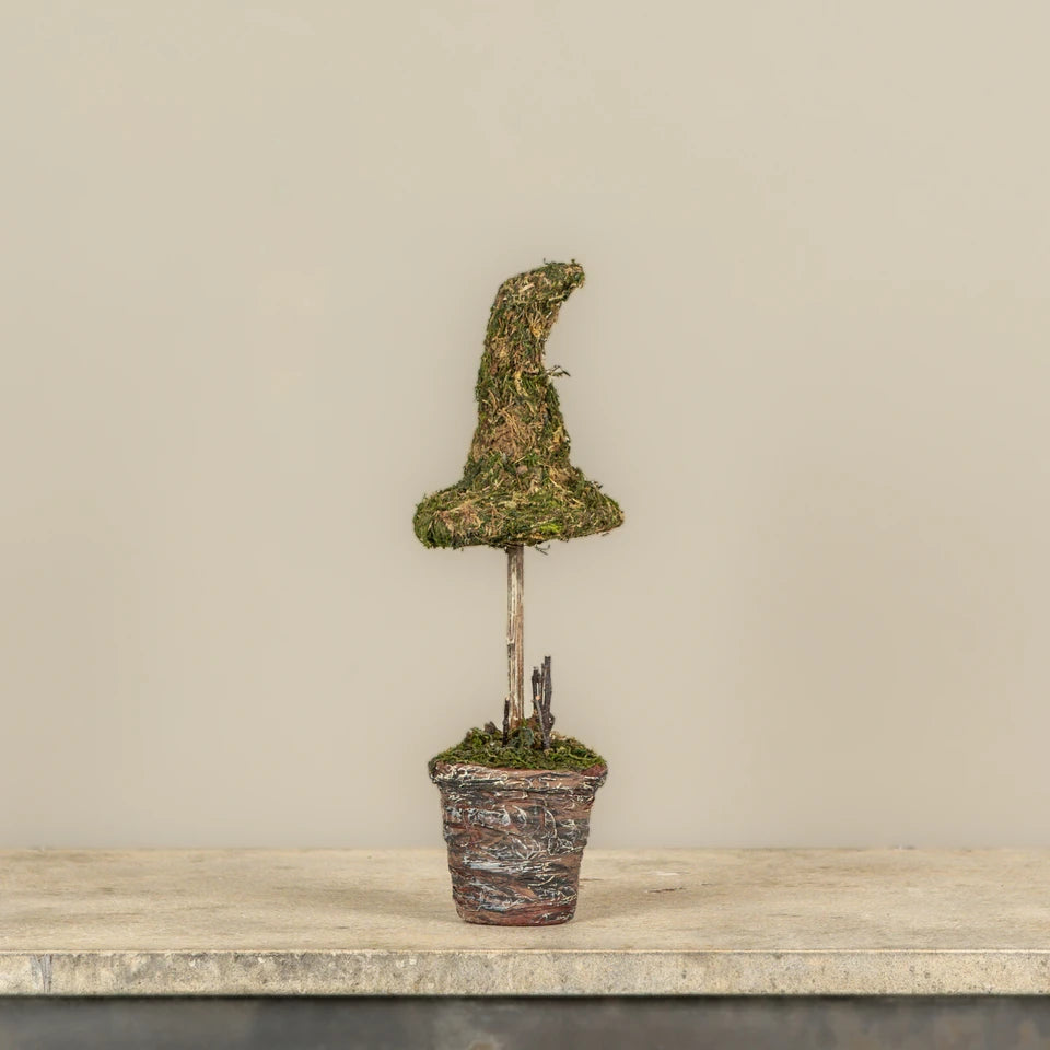 Potted Moss Witch’s Hat Topiary