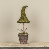 Potted Moss Witch’s Hat Topiary