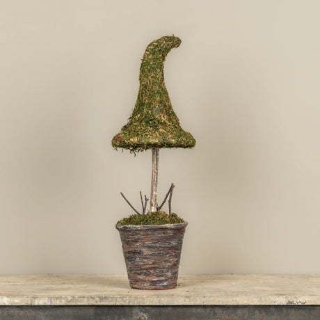 Potted Moss Witch’s Hat Topiary