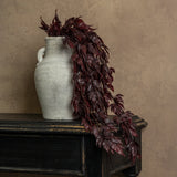 Burgundy Spikenard Hanging Bush