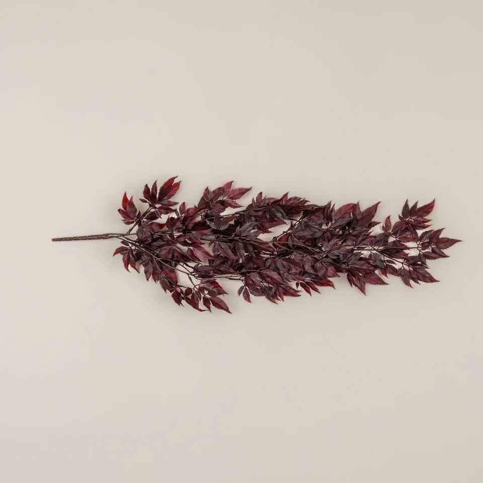 Burgundy Spikenard Hanging Bush