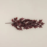 Burgundy Spikenard Hanging Bush
