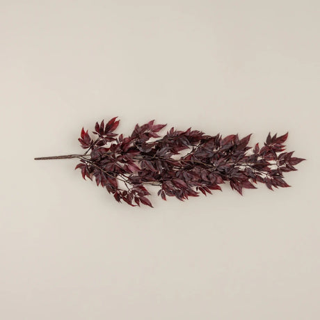Burgundy Spikenard Hanging Bush
