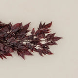 Burgundy Spikenard Hanging Bush