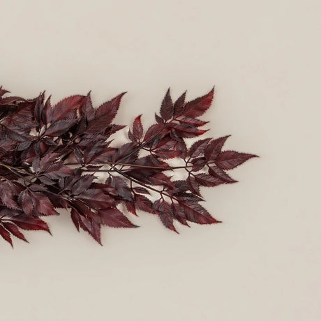 Burgundy Spikenard Hanging Bush