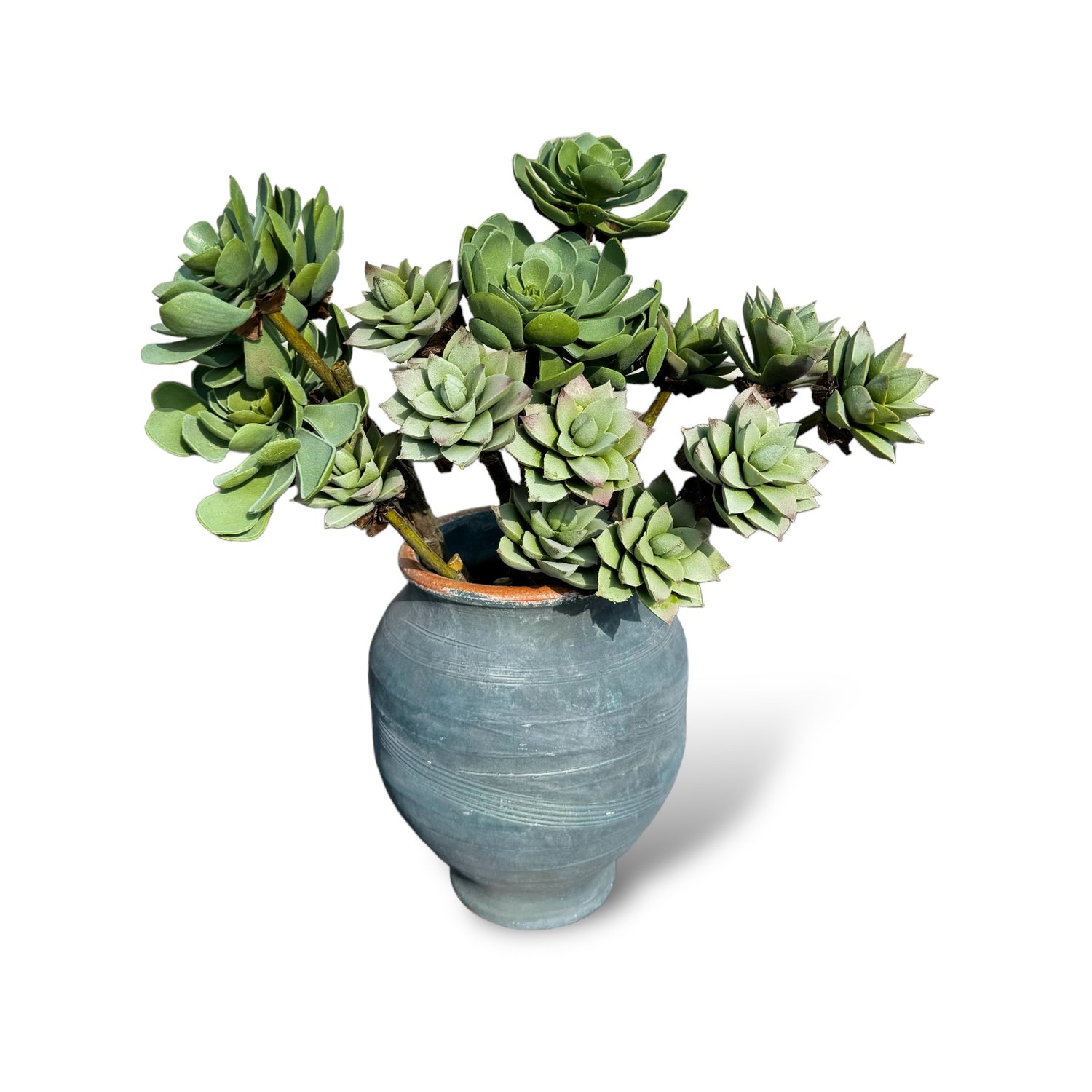 succulent with branches Faux Succulent Branches – Rust & Cinder