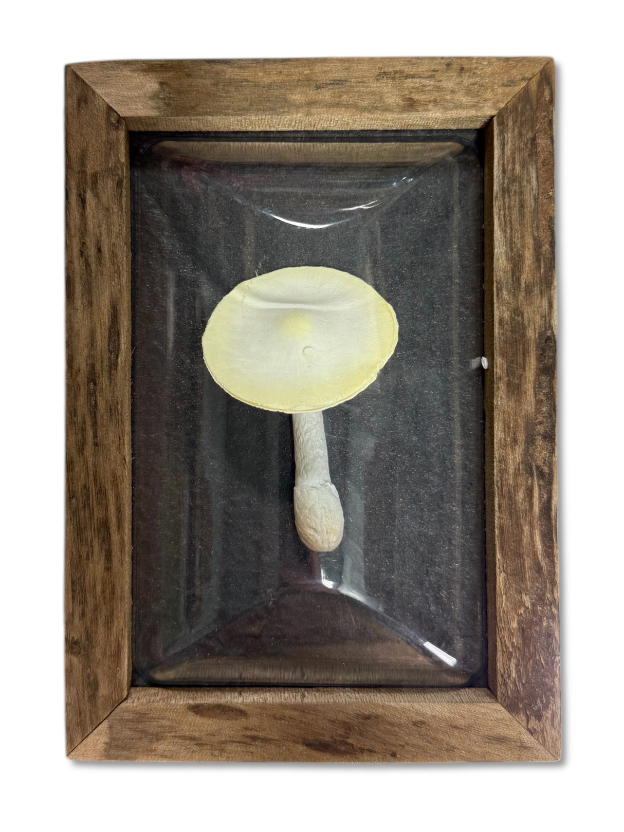 Framed Faux Mushroom Convex Shadow Box Wall Décor