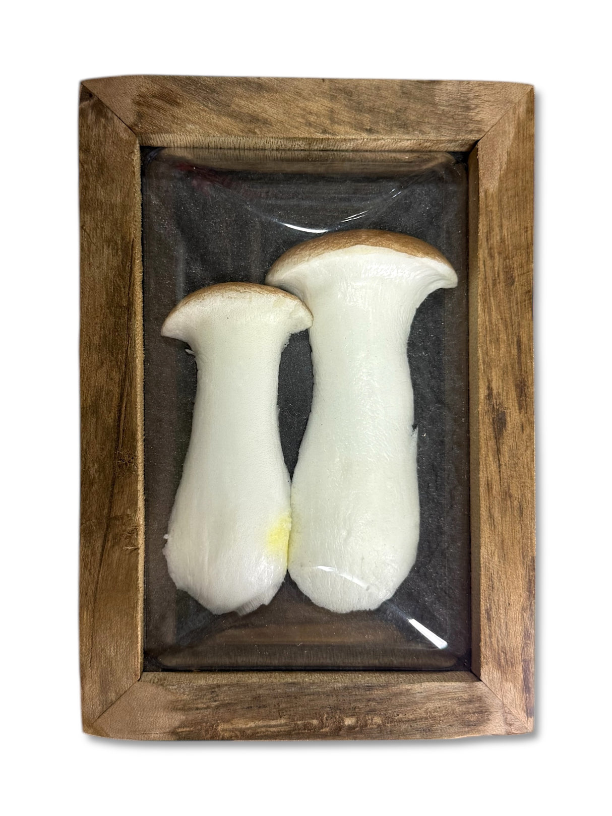 Framed Faux Mushroom Convex Shadow Box Wall Décor