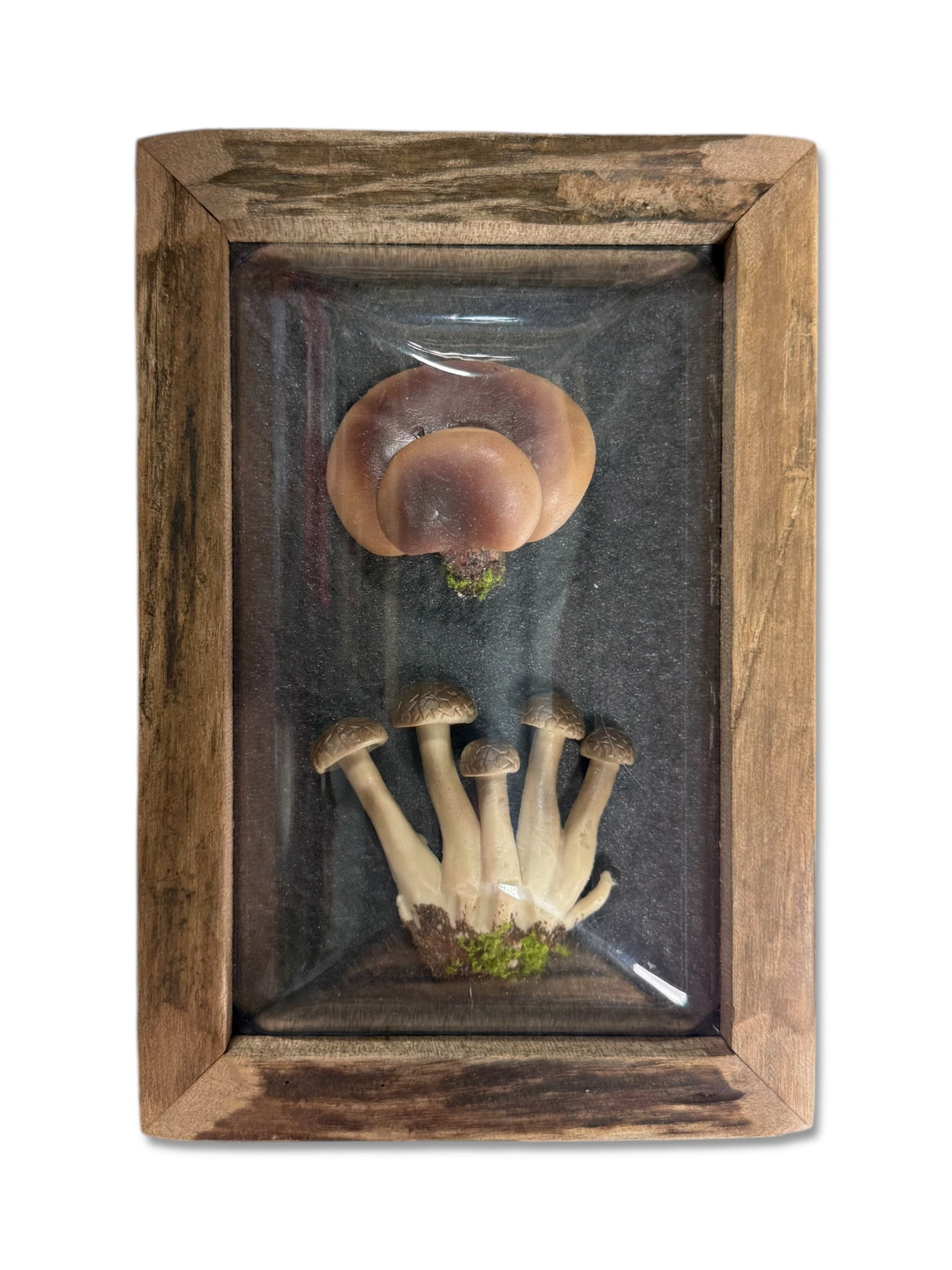 Framed Faux Mushroom Convex Shadow Box Wall Décor