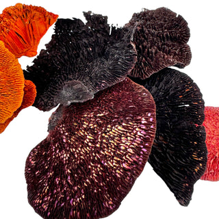 Box of Colorful Dried Mushrooms