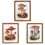 mushroom paper framed prints