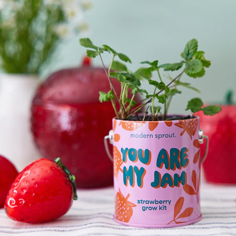 You Are My Jam Strawberry Grow Kit | Modern Sprout