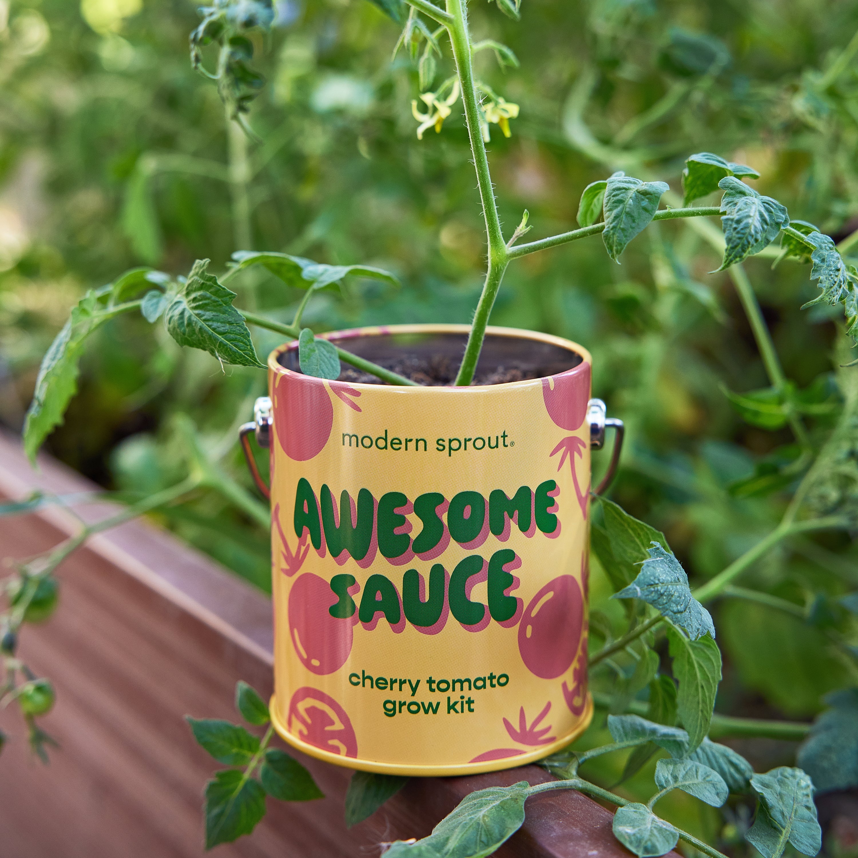 Awesome Sauce Cherry Tomato Grow Kit | Modern Sprout – Rust & Cinder
