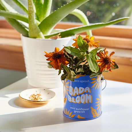 Bada Bloom Mini Sunflower Grow Kit | Modern Sprout