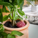 Glazed Terracotta Watering Bulb | Modern Sprout