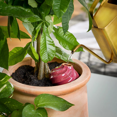 Glazed Terracotta Watering Bulb | Modern Sprout