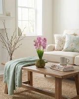 Lavender Hyacinth In Moss Ball