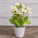 Potted Faux White Daisies