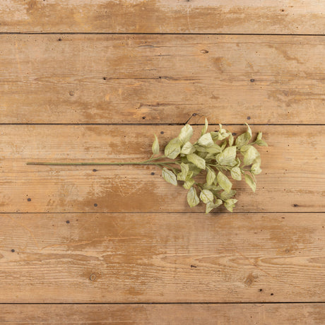 Green Perilla Leaf Spray