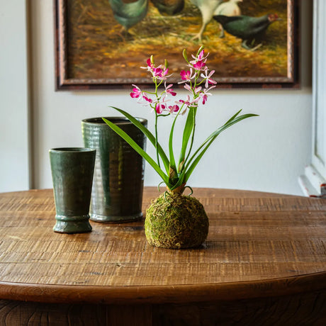 Pink Vanda Orchid Moss Ball